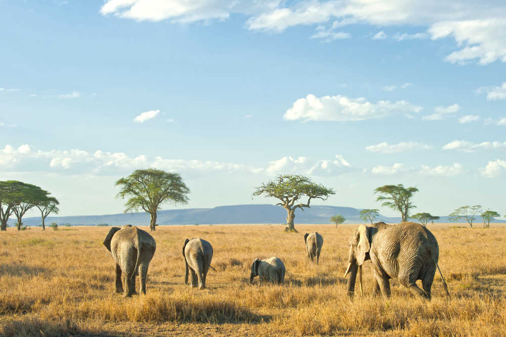 Find All Airports In South Africa BudgetAir au