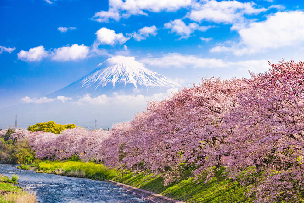 cherry-blossoms-in-japan-budgetair-co-uk