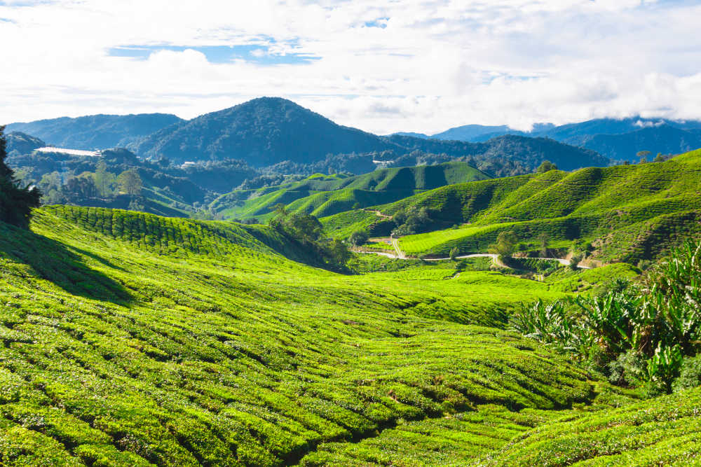 Cheap Flights To Subang Jaya SZB Malaysia BudgetAir