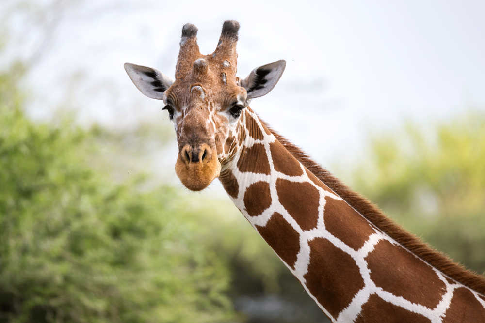 Virtual Zoo and Aquarium Tours CheapTickets.hk Blog