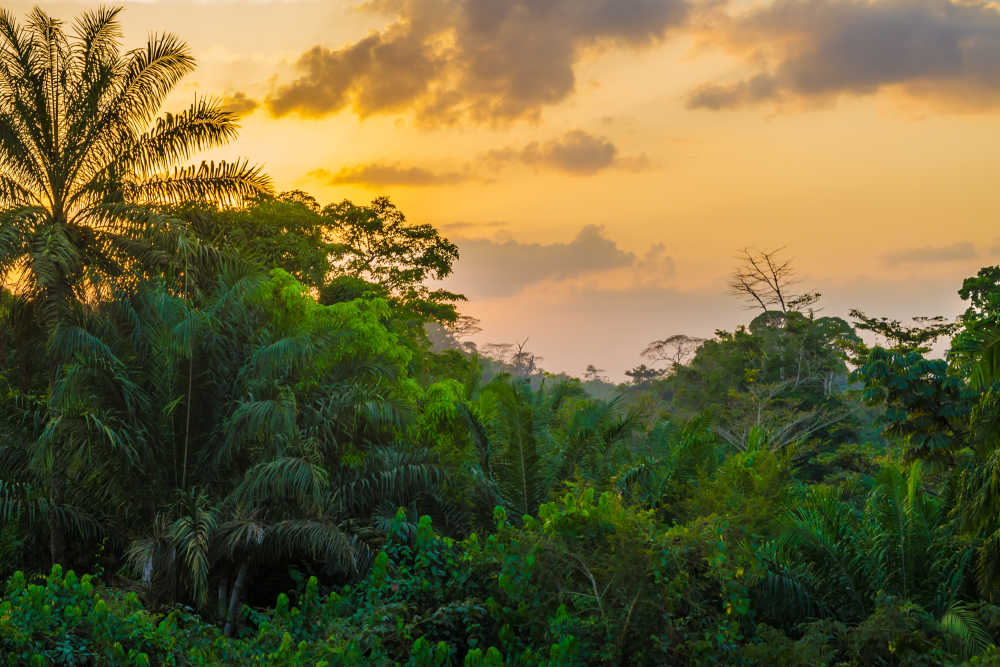 Liberia tropisch oerwoud