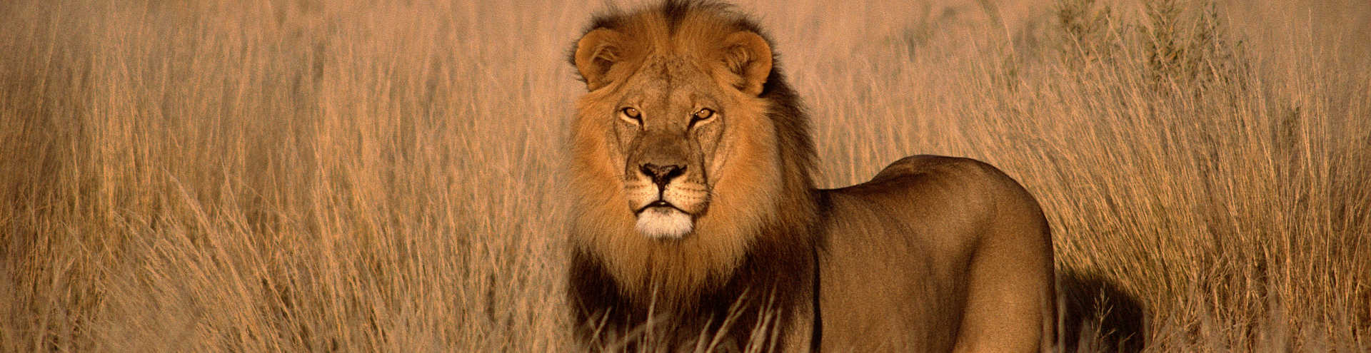 //s1.travix.com/af/africa-lion-xlarge.jpg