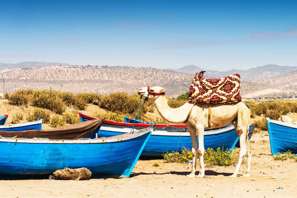 Een kameel in Agadir in Marokko