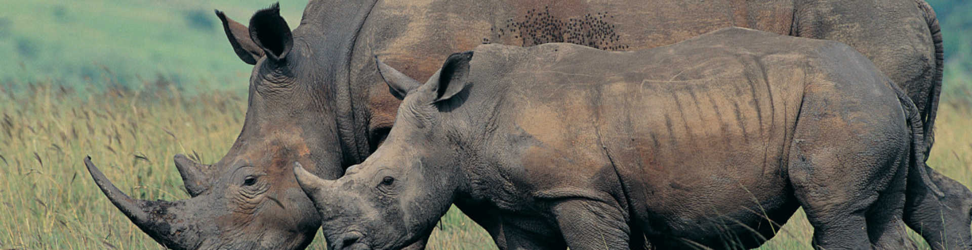 //s1.travix.com/af/africa-rhino-xlarge.jpg