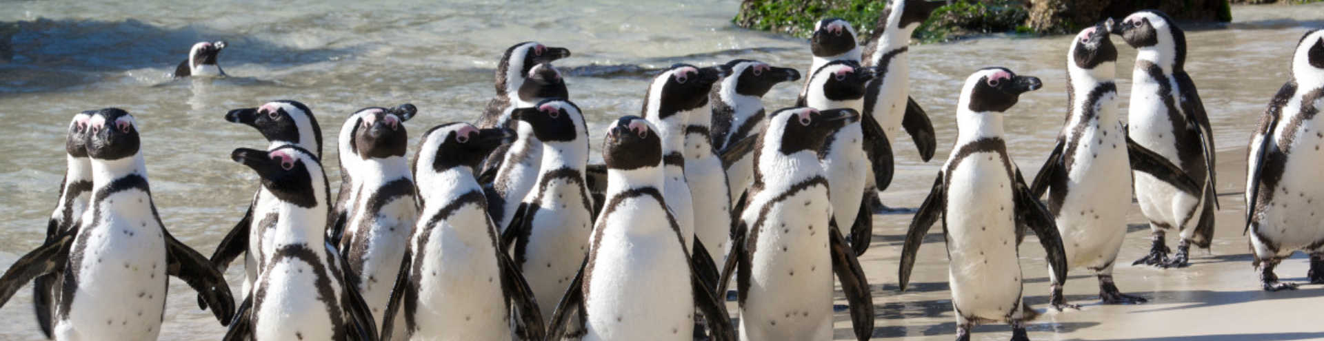 //s1.travix.com/af/africa-south-africa-capetown-beach-pinguins-xlarge.jpg