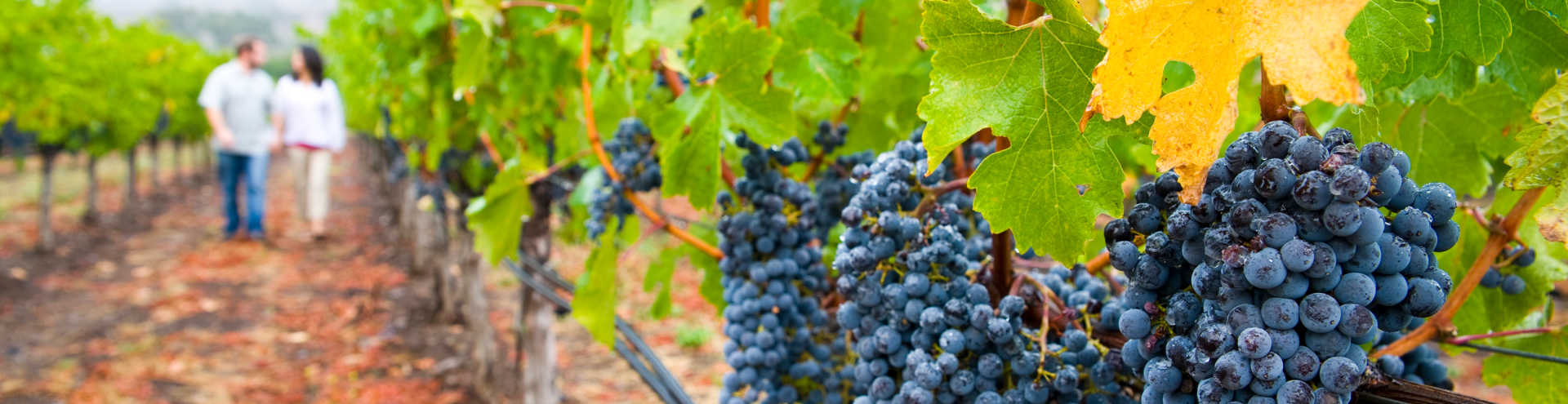 https://s1.travix.com/am/america-usa-napa-valley-grape-tree-xlarge.jpg