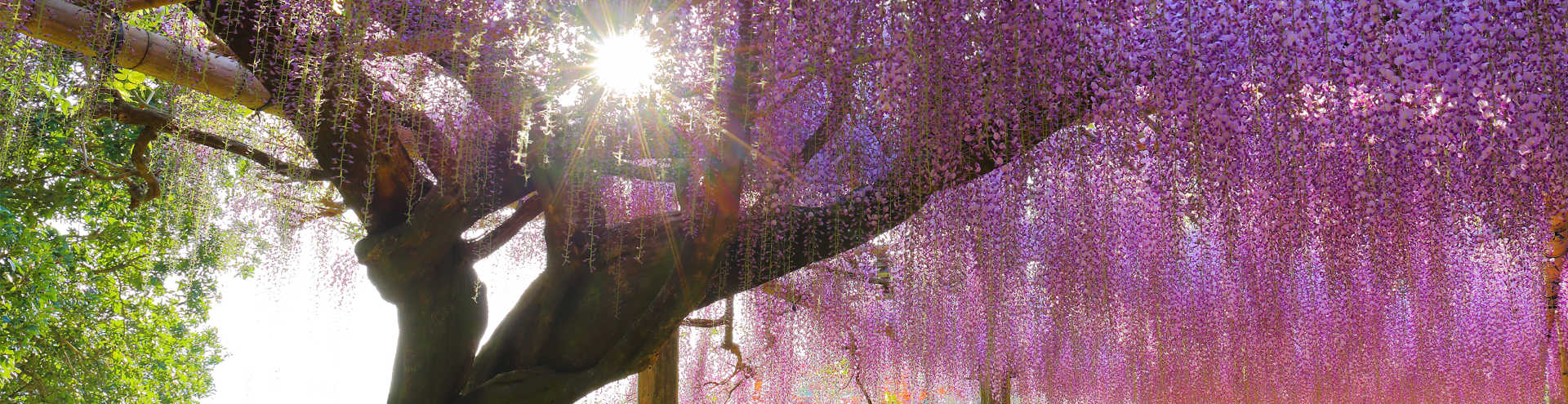 https://s1.travix.com/as/asia-japan-fukuoka-wisteria-spring-xlarge.jpg