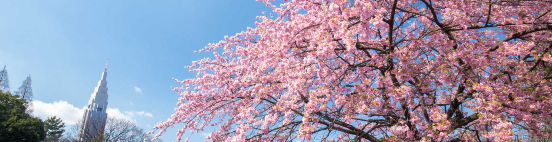https://s1.travix.com/as/asia-japan-sakura-cherry-tree-xlarge.jpg