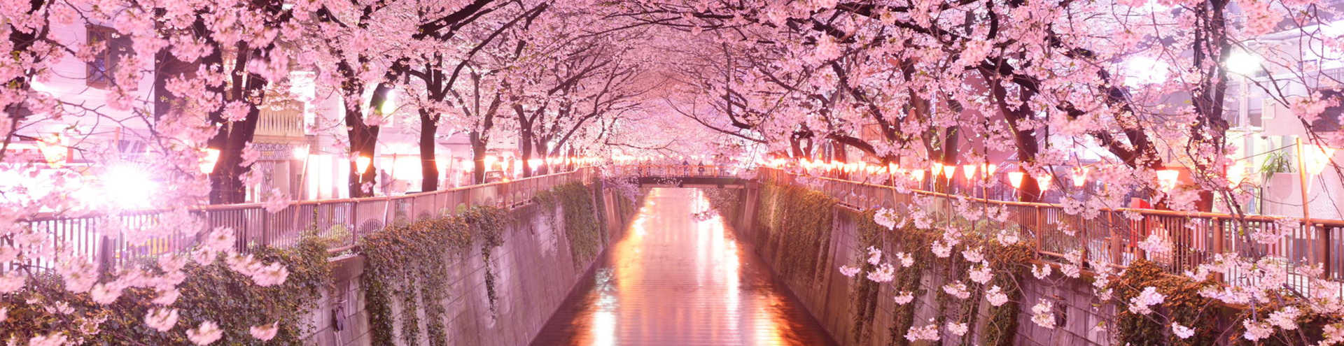 //s1.travix.com/as/asia-japan-tokyo-sakura-blossom-xlarge.jpg