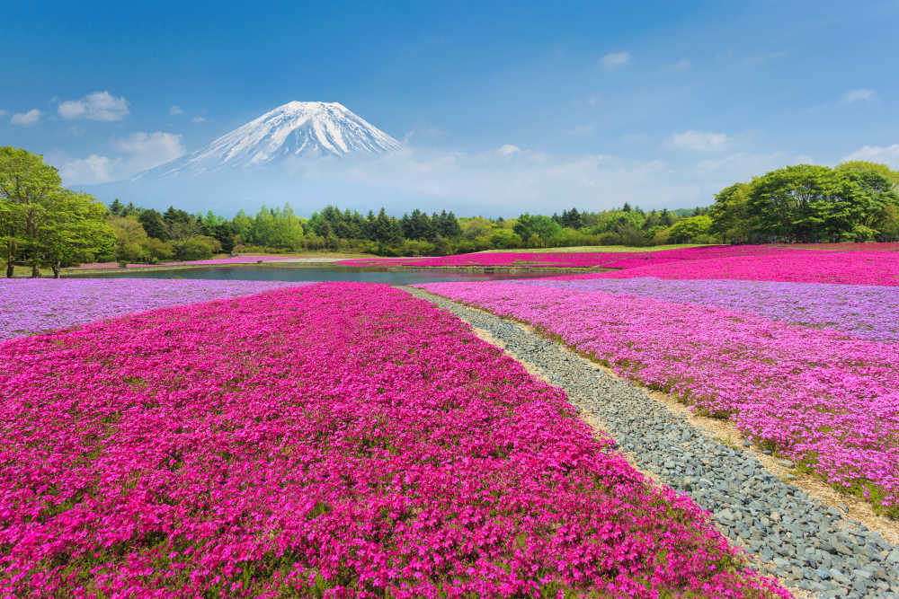 Beautiful Flower Fields Around the World | BudgetAir® Australia