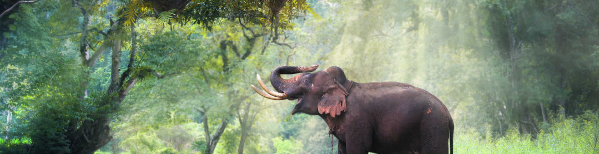 https://s1.travix.com/as/asia-thailand-elephant-wild-xlarge.jpg