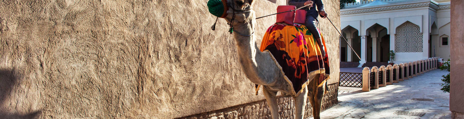 https://s1.travix.com/as/asia-united-arabic-emirates-dubai-camel-xlarge.jpg