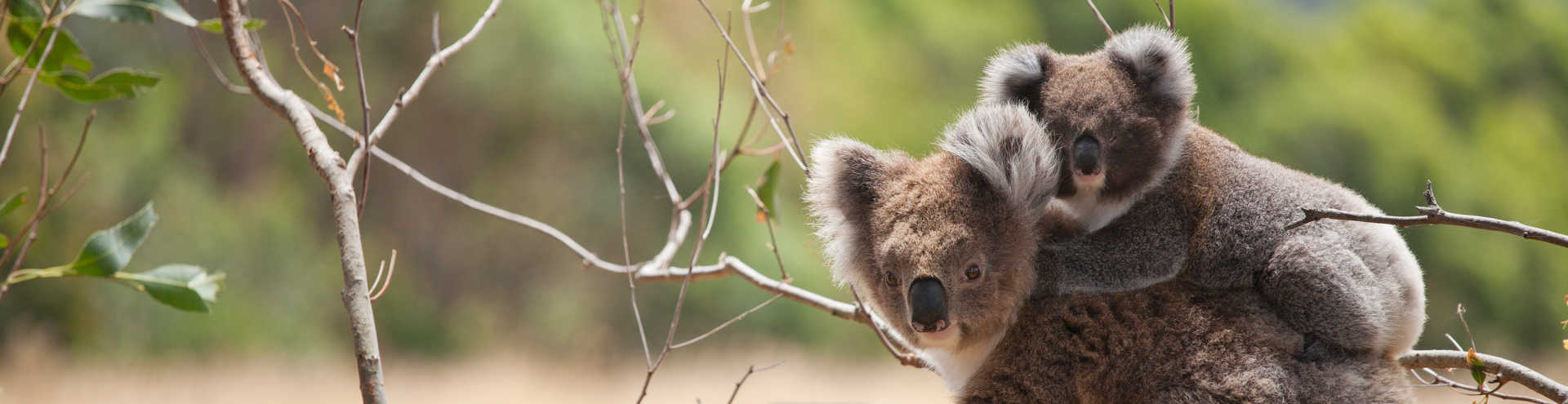 Popular Attractions Down Under - Australia!