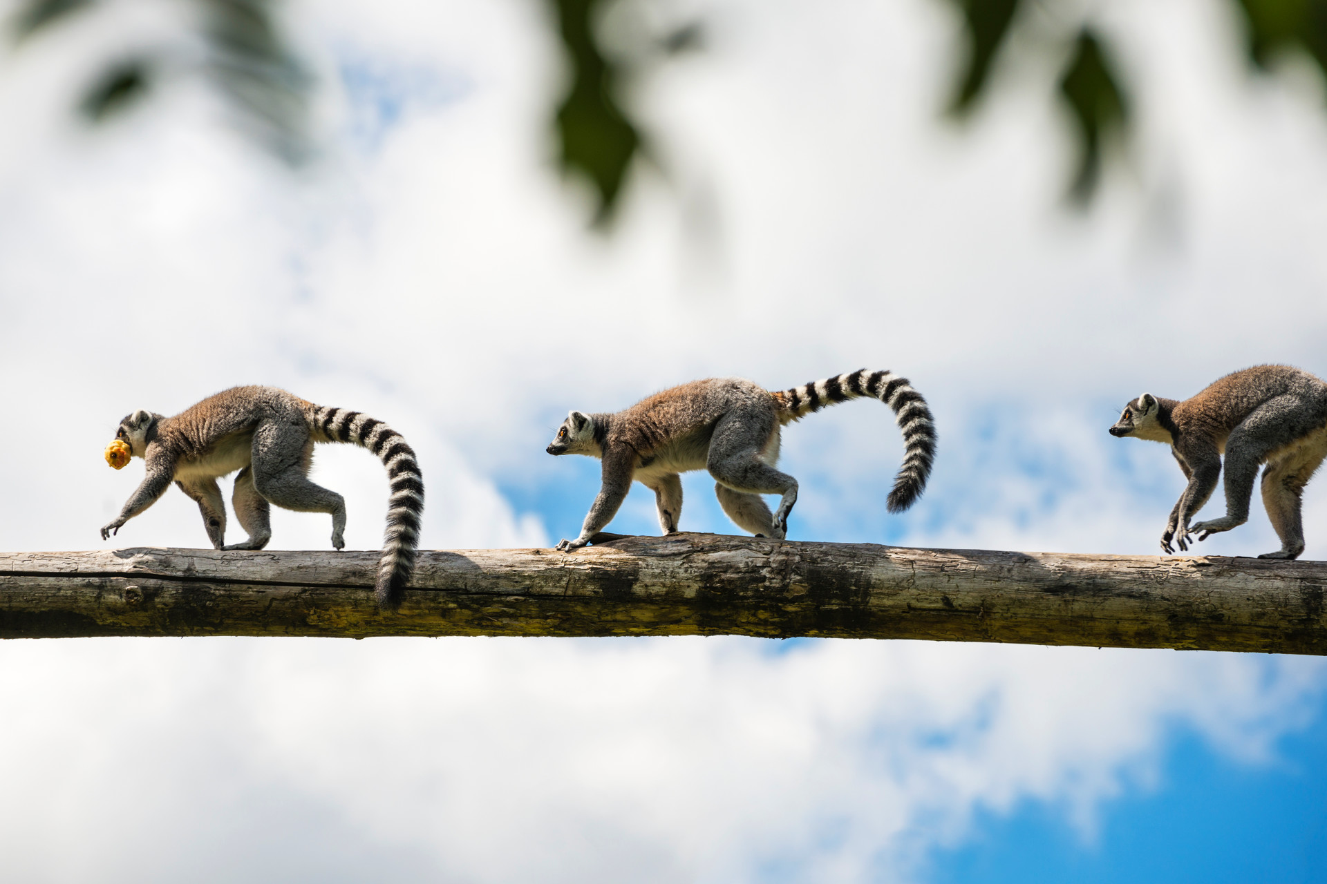 https://s1.travix.com/blog/af/africa-madagascar-lemurs-on-a-branch-xlarge.jpg