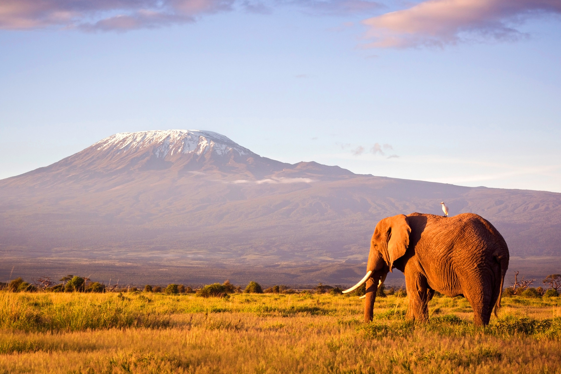 https://s1.travix.com/blog/af/africa-tanzania-kilimanjaro-elephant-view-xlarge.jpg