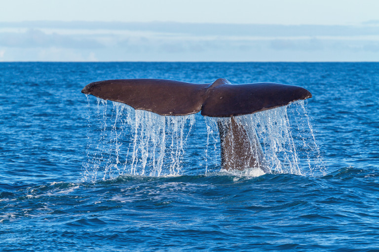 europe-spain-whale