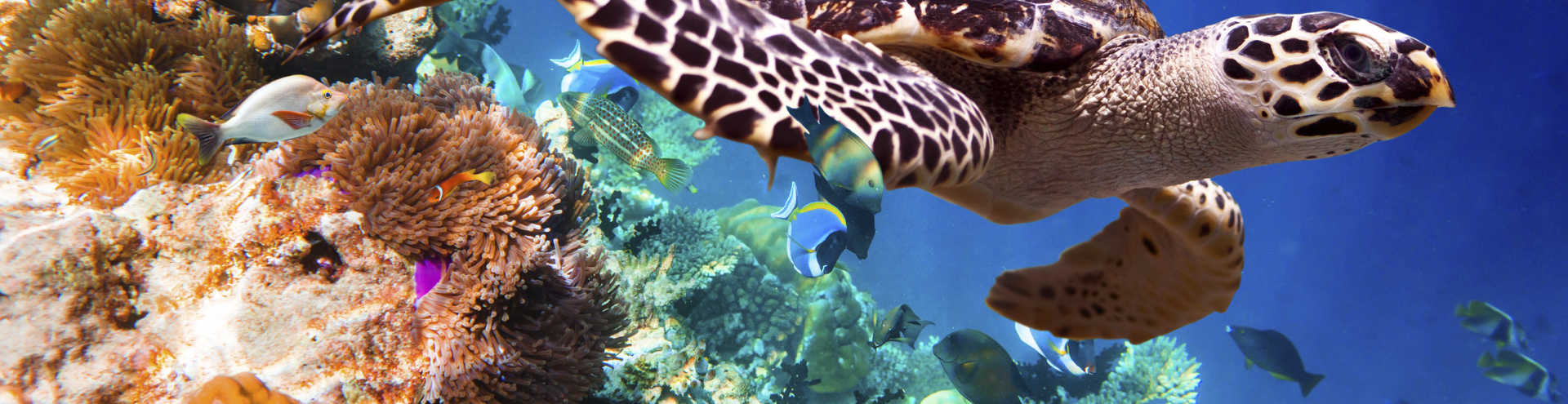 In the deep blue sea: De 10 beste duikbestemmingen ter wereld