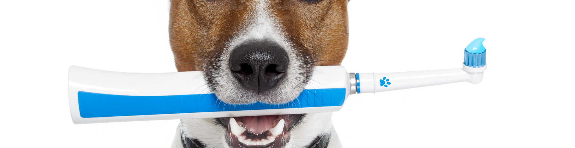 //s1.travix.com/do/dog-toothbrush-xlarge.jpg