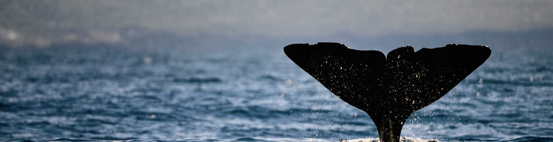 https://s1.travix.com/eu/europe-portugal-azores-whale-xlarge.jpg