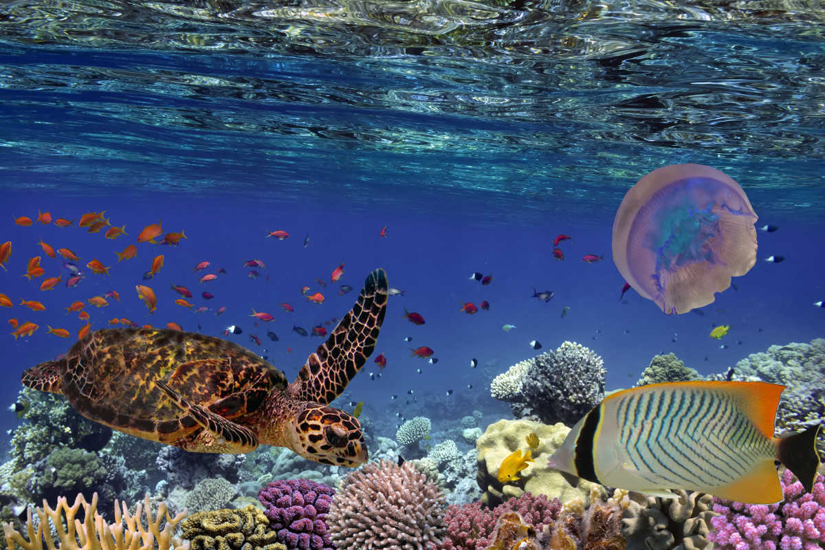https://s1.travix.com/ge/general-diving3-large.jpg