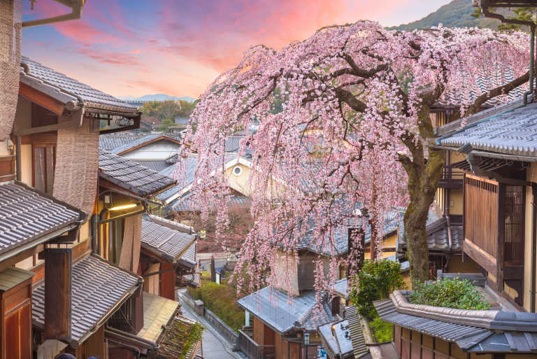 Cherry Blossoms In Japan Bloom Into Spring Budgetair Canada