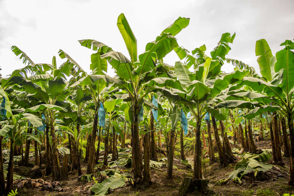 Een bananenplantage aan de oostkust van Costa Rica