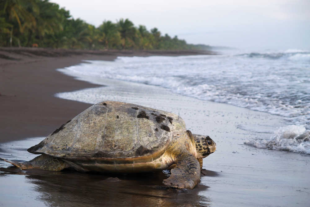 Een grote schildpad op het zwarte strand in Guanacaste