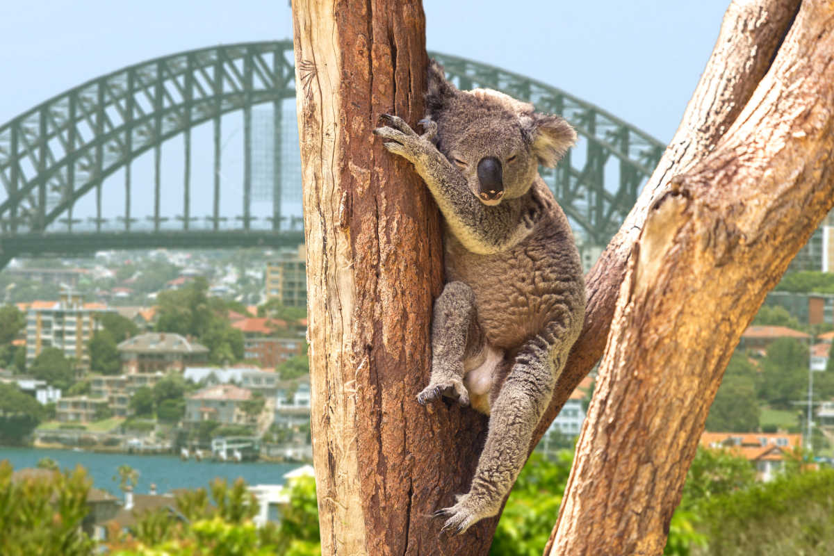 Sydney stad met koala