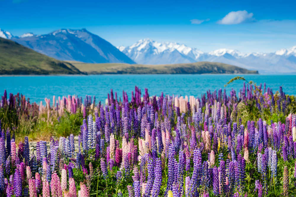 Lake Tekapo in Nieuw-Zeeland