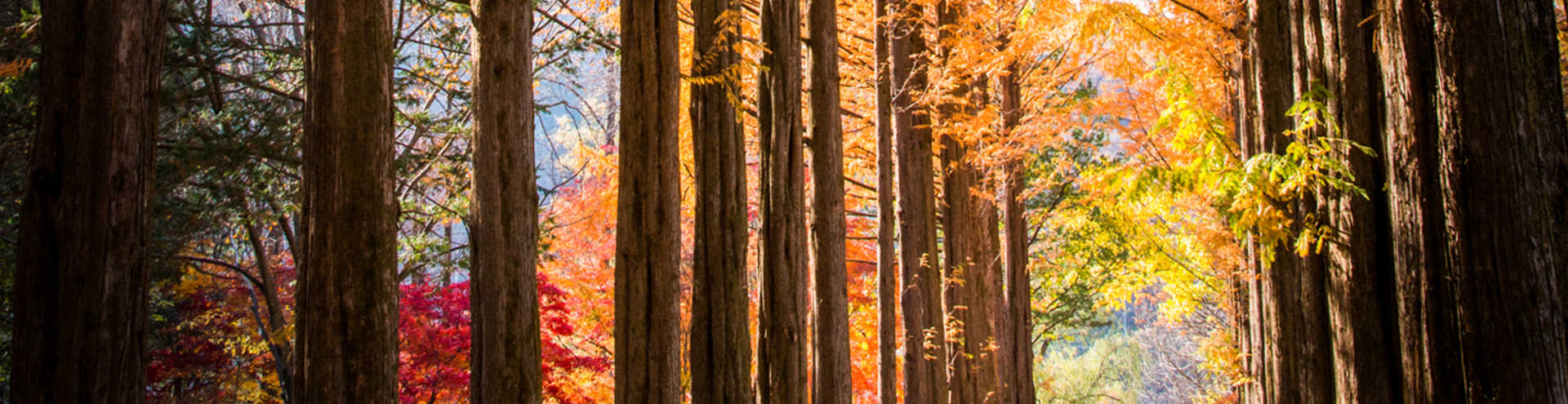 Go Korea! Discover Gangwon